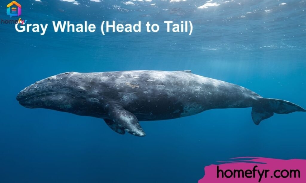 Gray Whale (Head to Tail)