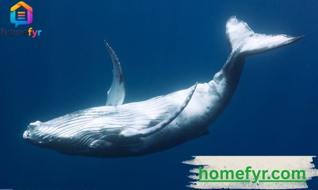 Gray Whale (Head to Tail)