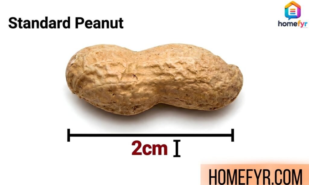Standard Peanut